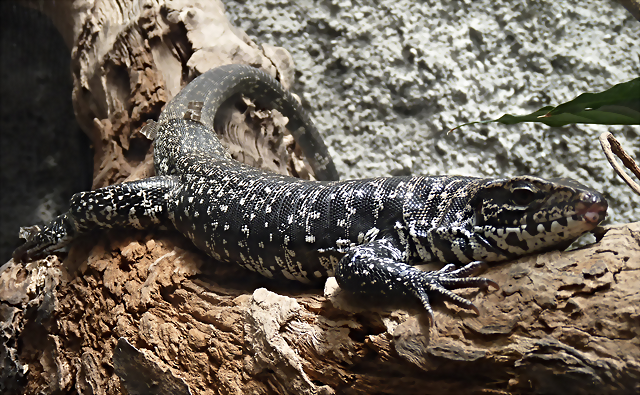 Tupinambis teguixin 2 (7-10-23 Bioparque Amaru) Tupinambis teguixin 2 (7-10-23 Bioparque Amaru)