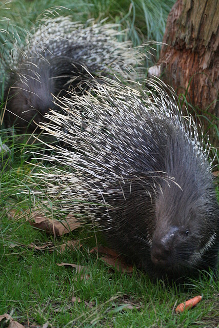 Zoo de Barcelona 05-11-10 725 Zoo de Barcelona 05-11-10 725