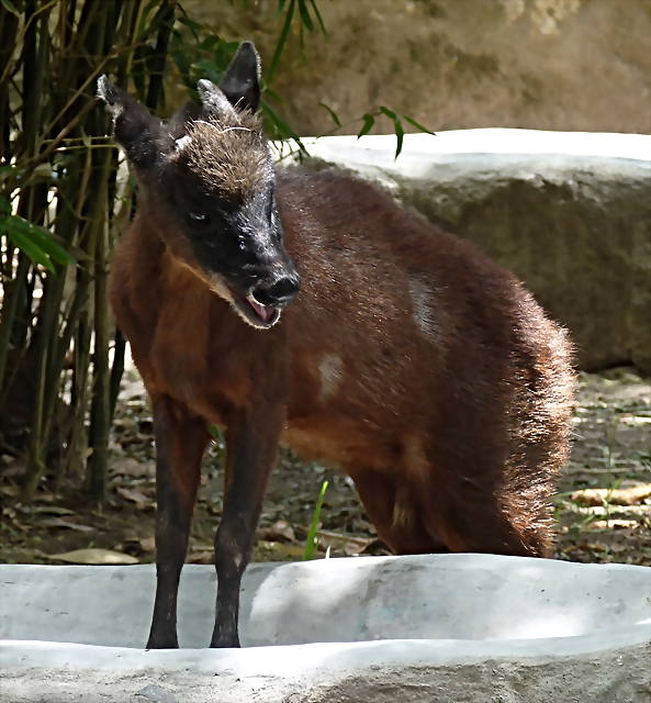 Mazama rufina (1-10-23 Zoo de Quito) Mazama rufina (1-10-23 Zoo de Quito)