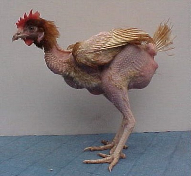 gallina_desplumada