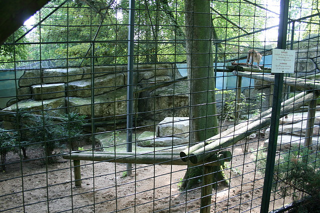 Beauval agost 2010 912 Beauval agost 2010 912