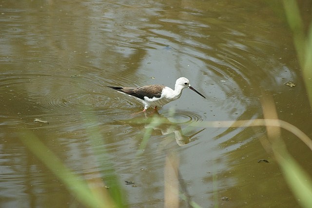 DSC05045 (Copiar)