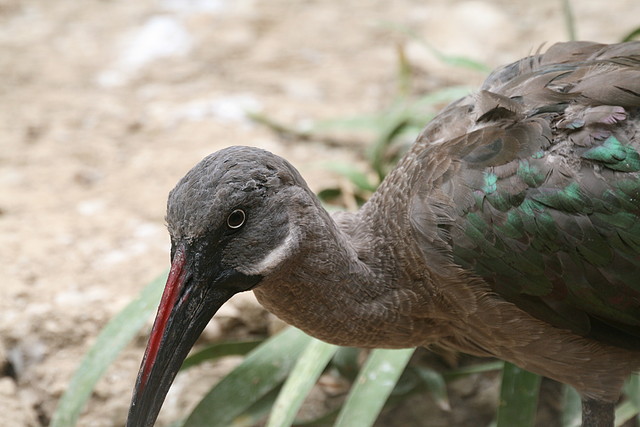 Sigean 02-08-11 807 Sigean 02-08-11 807