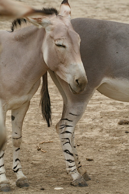 Sigean 02-08-11 390