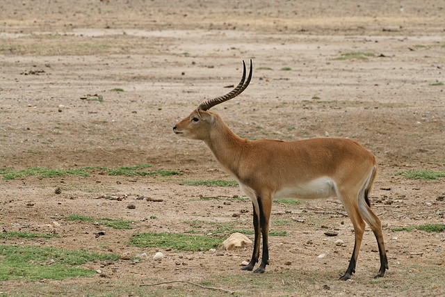 Sigean 02-08-11 559 Sigean 02-08-11 559