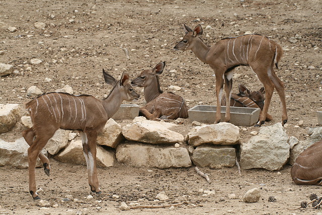 Sigean 02-08-11 784 Sigean 02-08-11 784