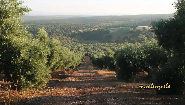 02, camino entre olivas, marca