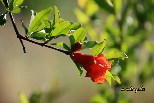 08, flor del granado, marca