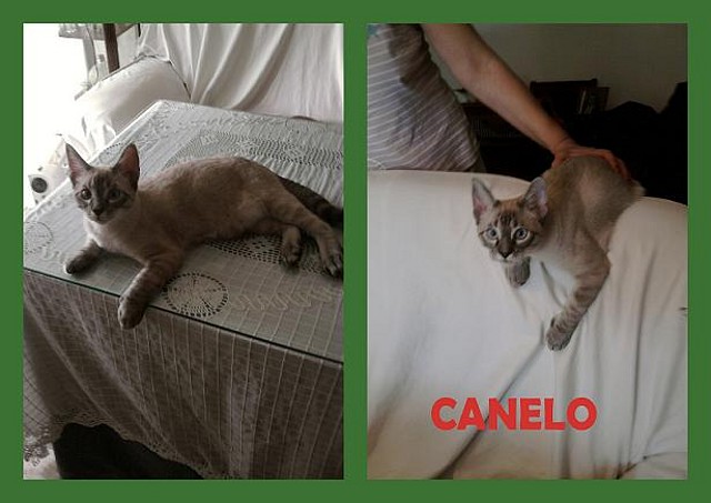 Canelo