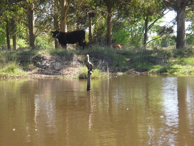 Bollado 066