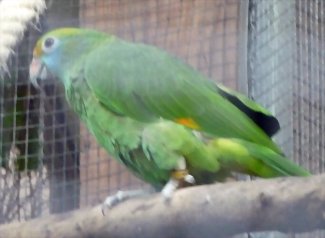 Amazona dufresniana Amazona dufresniana