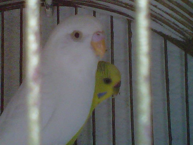 pericos pericos