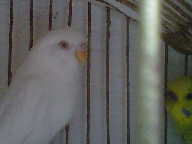 pericoo pericoo