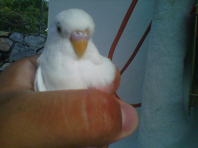 perico alvino perico alvino