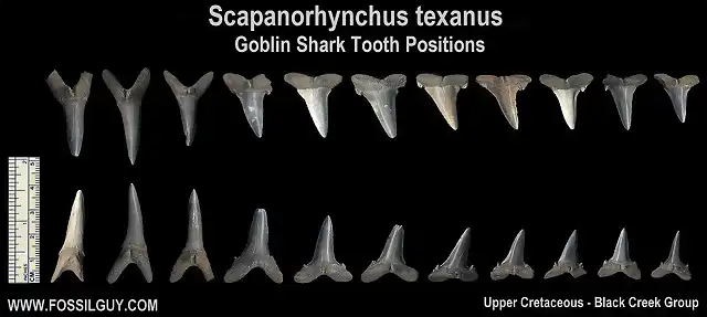 goblin-scapanorhynchus-teeth