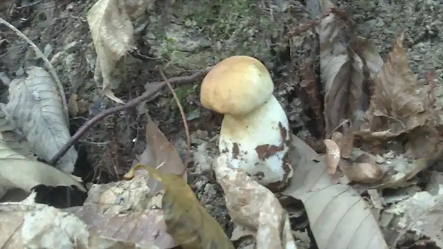 boletus edulis21-9-2012-goizue 021