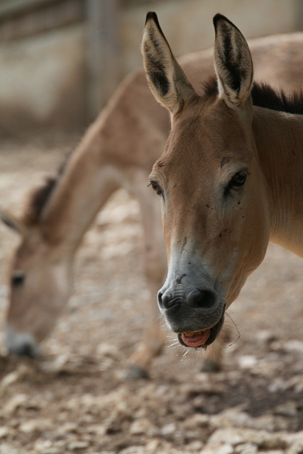 Zoo Lunaret + Sigean 18 i 19-09-10 300 Zoo Lunaret + Sigean 18 i 19-09-10 300