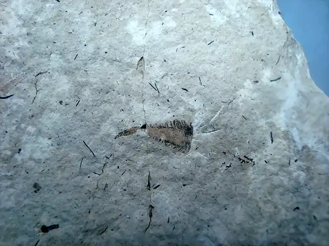 Semilla, Quesa (3) mioceno
