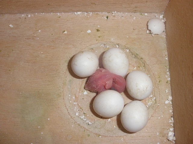1º pollo 2 1º pollo 2