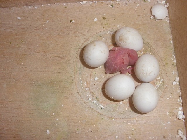 1º pollo 3 1º pollo 3