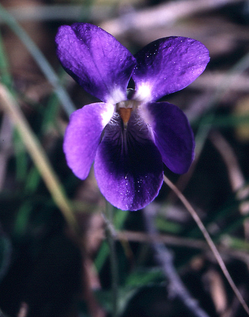 violeta