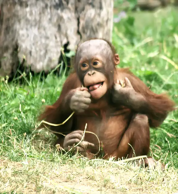 ZM cr?a Orangutan Borneo R