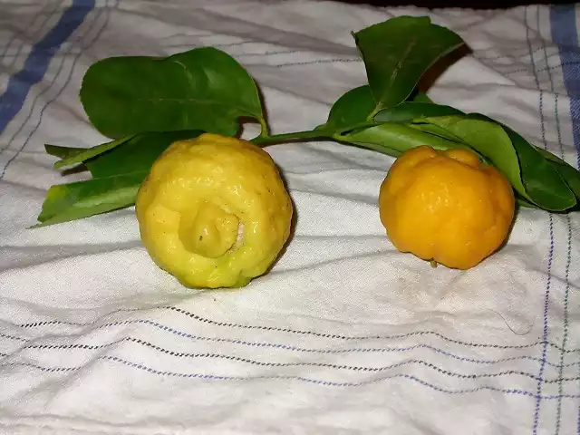 Lima dulce (Citrus limetta)