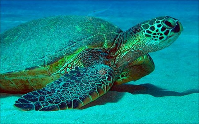 honu-sea-turtle