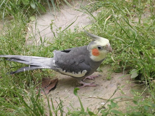 es mi ninfa macho llamada (pajaroto)