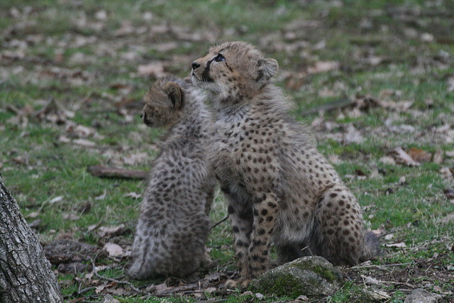 Zoo Lyon + Safari Peaugres febrer 2011 2053 Zoo Lyon + Safari Peaugres febrer 2011 2053