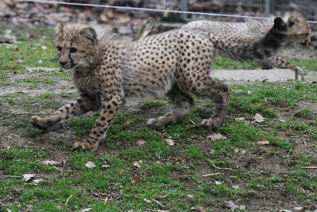 Zoo Lyon + Safari Peaugres febrer 2011 2066 Zoo Lyon + Safari Peaugres febrer 2011 2066