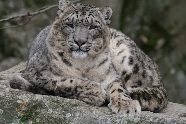 Zoo Lyon + Safari Peaugres febrer 2011 2039 Zoo Lyon + Safari Peaugres febrer 2011 2039