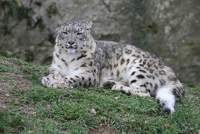 Zoo Lyon + Safari Peaugres febrer 2011 2018 Zoo Lyon + Safari Peaugres febrer 2011 2018