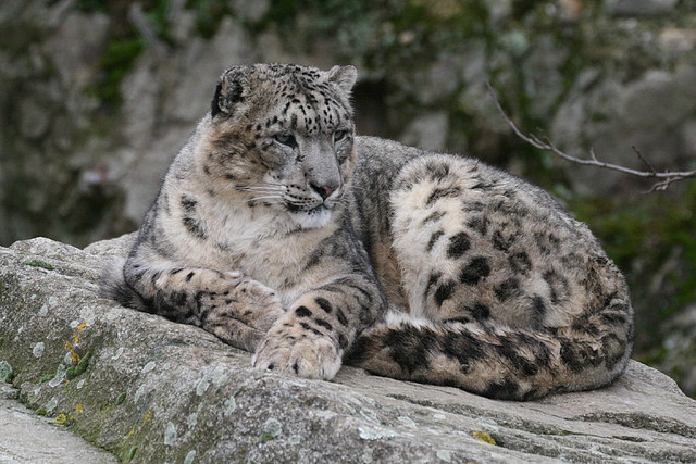 Zoo Lyon + Safari Peaugres febrer 2011 2028 Zoo Lyon + Safari Peaugres febrer 2011 2028