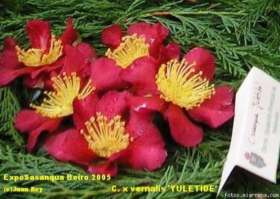 C. x vernalis 'YULETIDE' expo Boiro 2005
