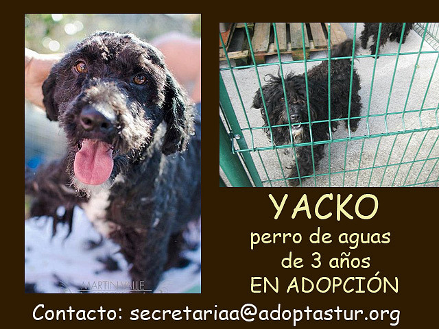 Yacko