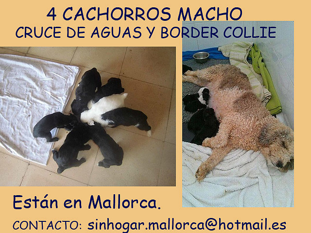 cachorros mallorca