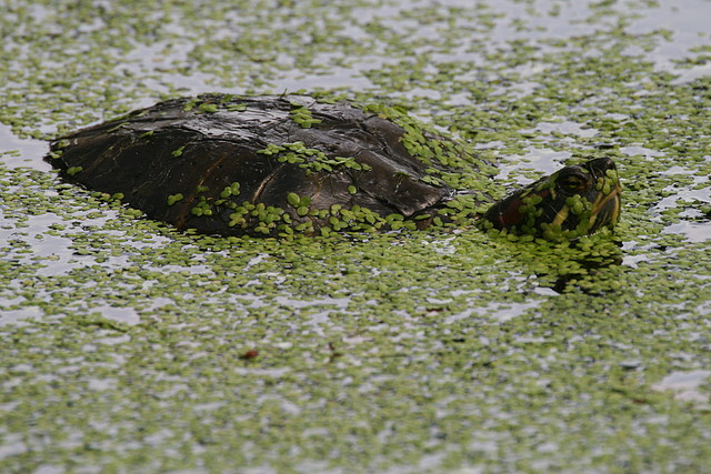 Zoo de Barcelona 15-09-2010 203 Zoo de Barcelona 15-09-2010 203