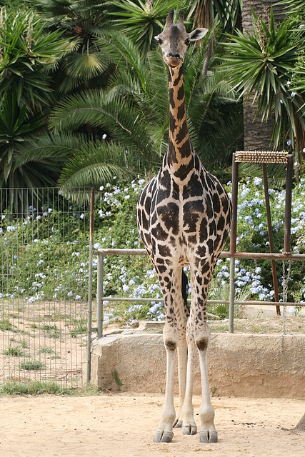 Zoo de Barcelona 15-09-2010 196 Zoo de Barcelona 15-09-2010 196