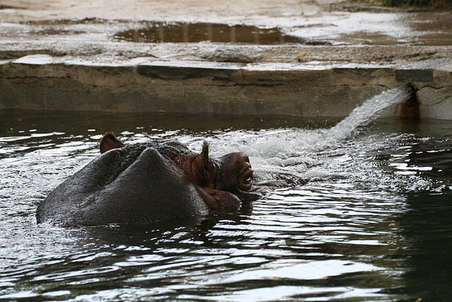 Zoo de Barcelona 15-09-2010 208 Zoo de Barcelona 15-09-2010 208