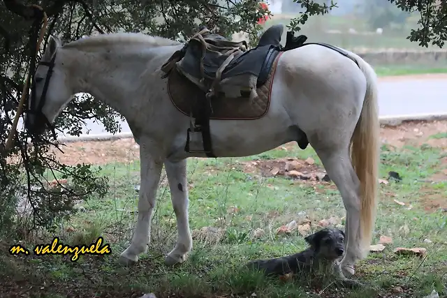 20, perro y caballo, marca