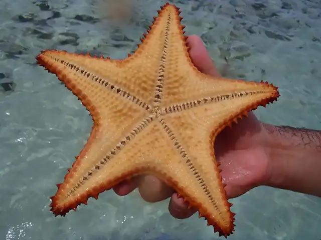 estrellaatras