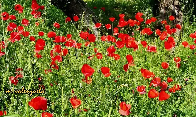 12, AMAPOLAS, MARCA