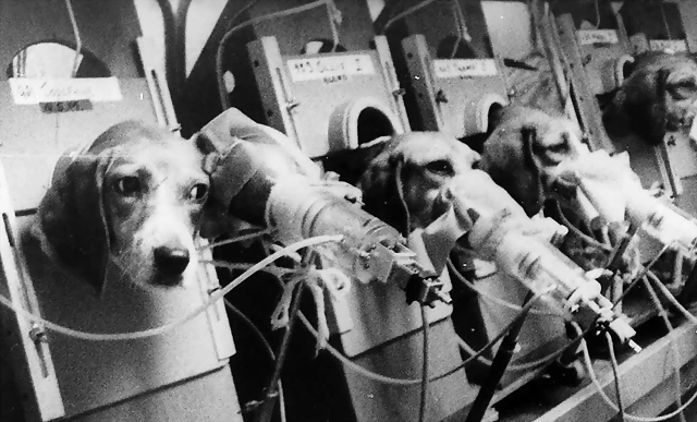 perros-fumadores perros-fumadores