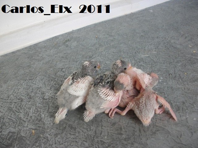 todos 19-2-11 todos 19-2-11