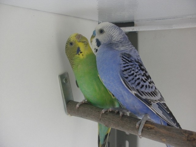 pareja 1 19-2-11 pareja 1 19-2-11