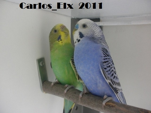 pareja 1 (2) 19-2-11 pareja 1 (2) 19-2-11