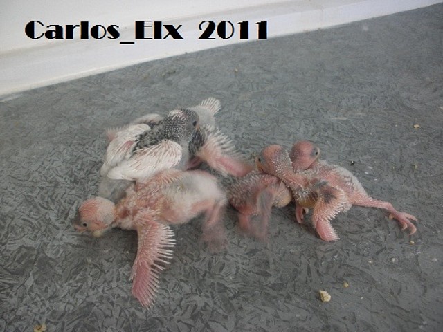 todos 19-2-11 (2) todos 19-2-11 (2)