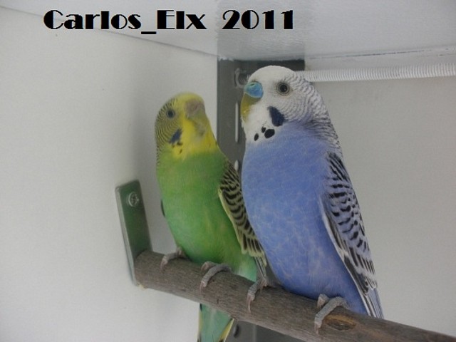 pareja 1 (1) 19-2-11 pareja 1 (1) 19-2-11