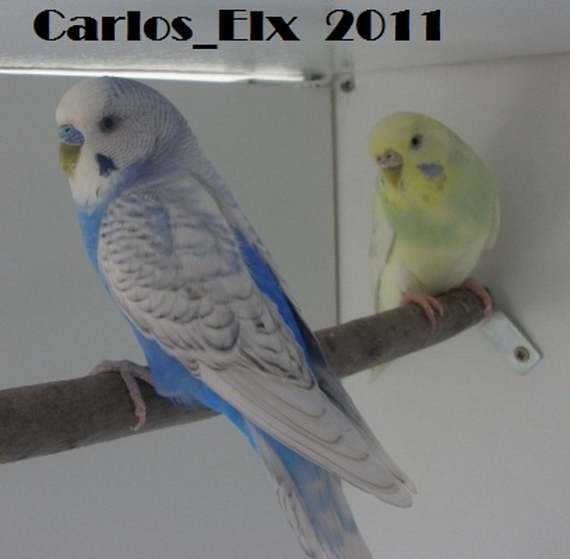 pareja 2 19-2-11 pareja 2 19-2-11